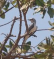 /album/photogallery/white-breasted-cuckoo-shrike-jpg/